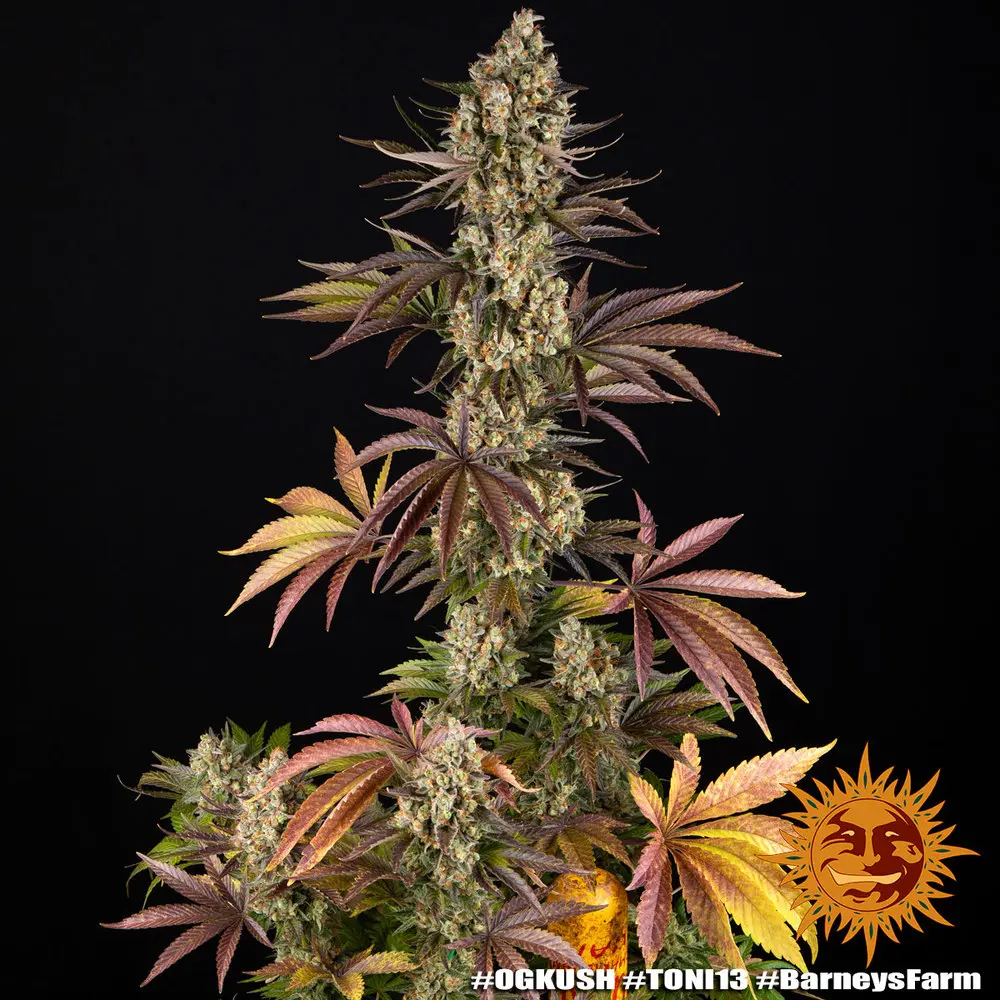 OG Kush - Bild 2
