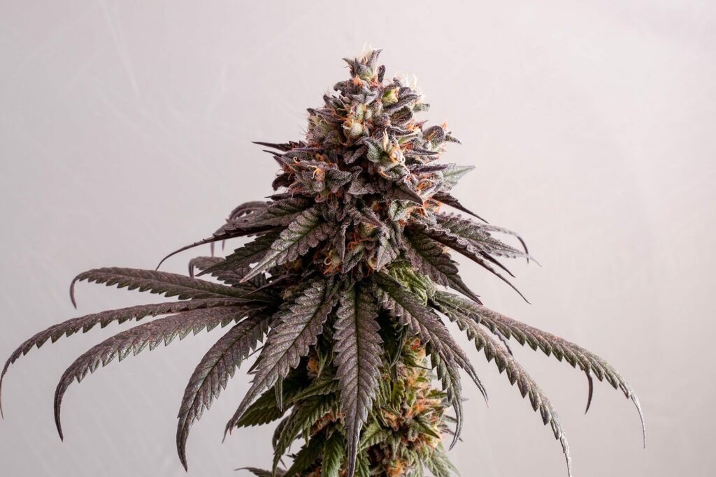 Gelato-K