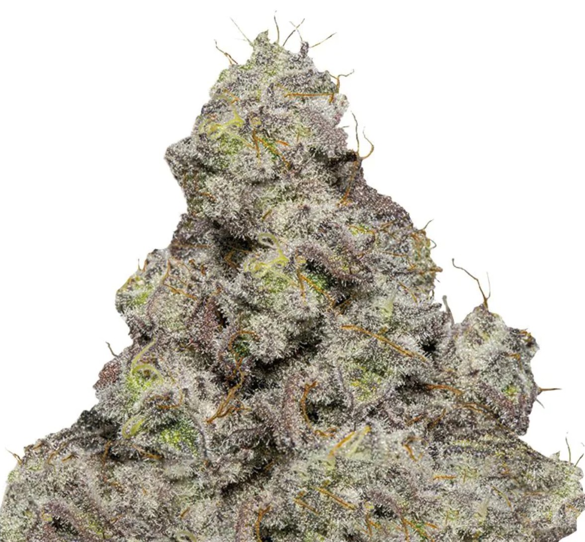 Blue Forest Berry Auto, Growers Choice - Bild 2