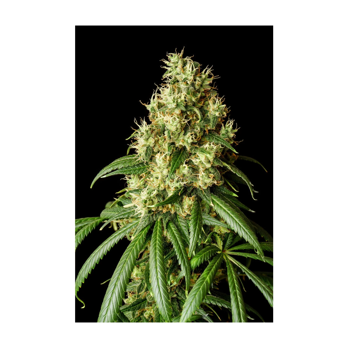 Mimosa Dream