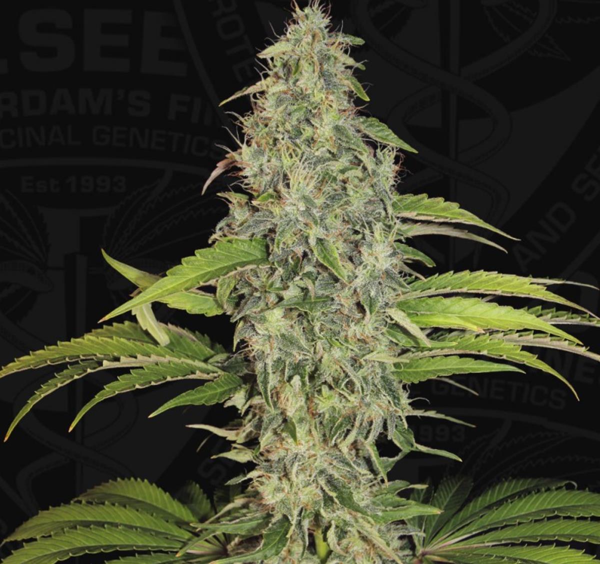 S.A.G.E. CBD, T.H. Seeds - Bild 1