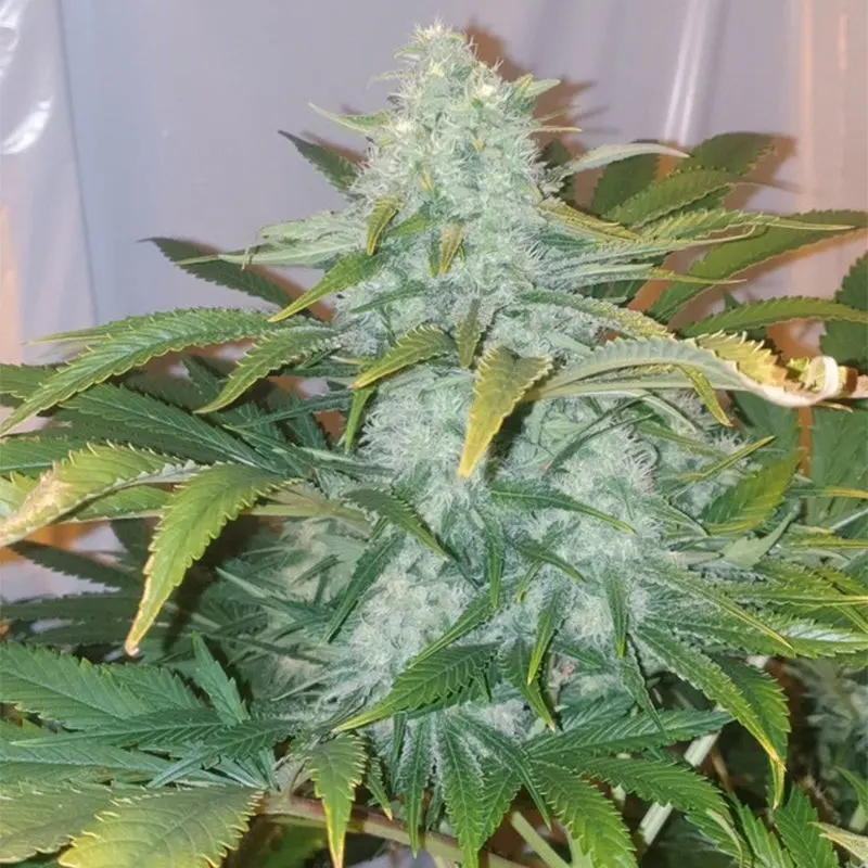 Critical Mango - Bild 7