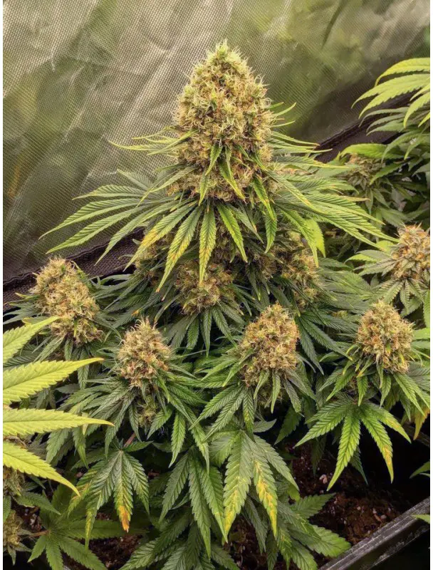 CBD Mazar - Bild 2