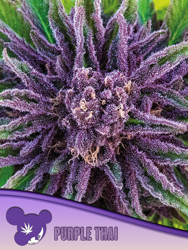 Purple Thai Purple Thai