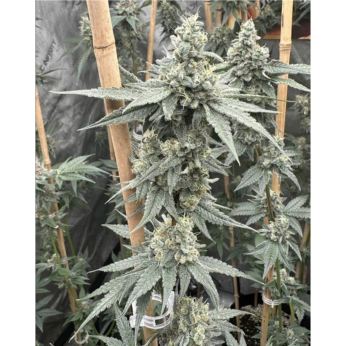 Sundae Supper Sundae Supper