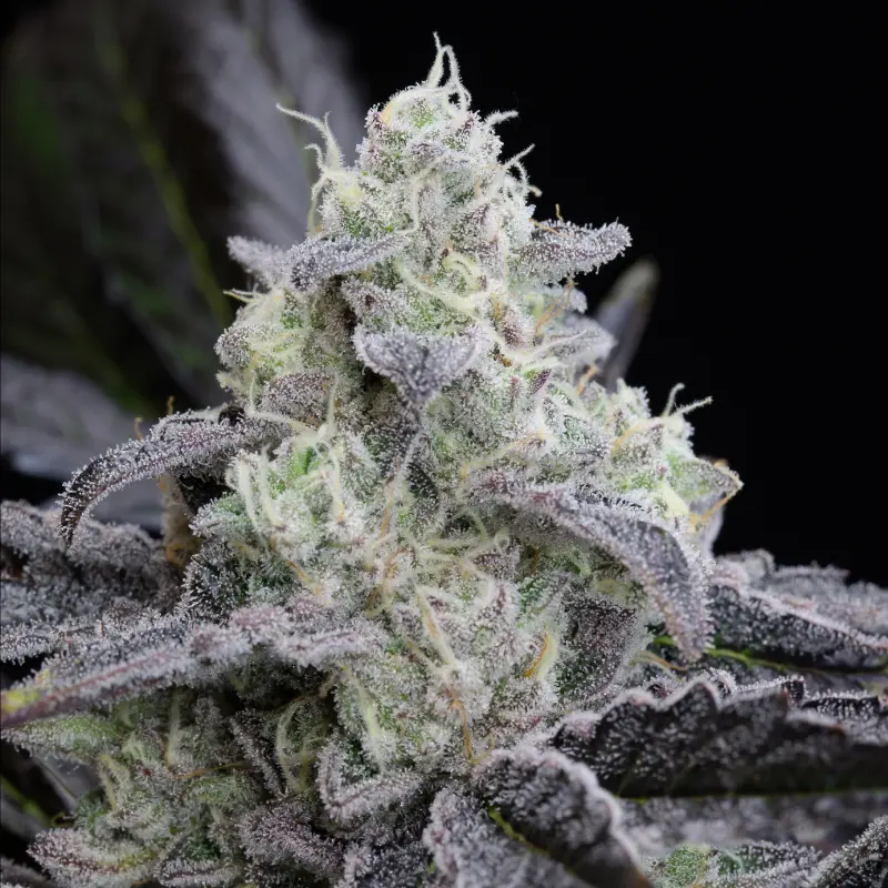 L.A Vanilla Cake - Bild 1