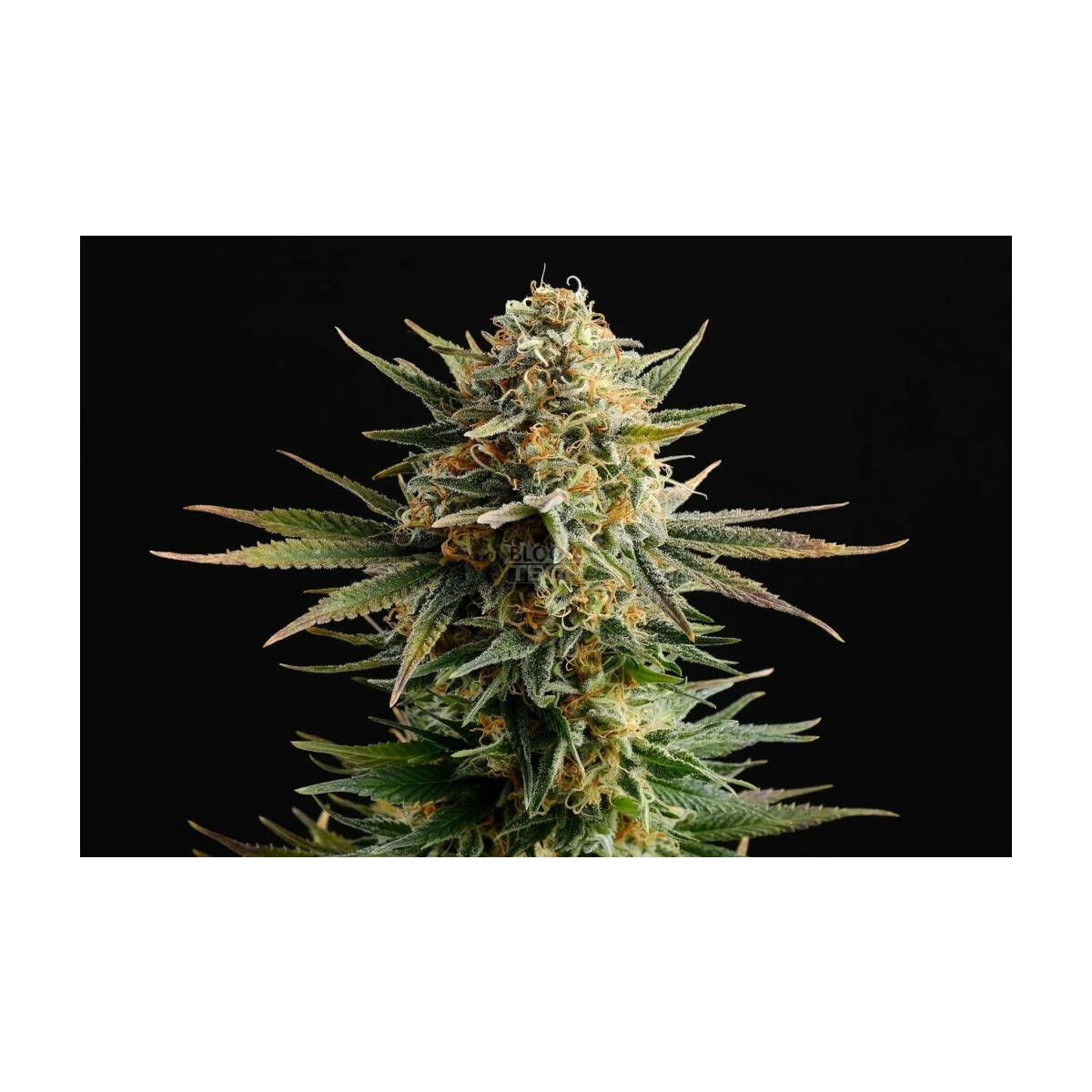 Gypsy Kush