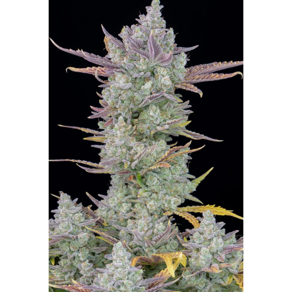 Gorilla Cookies Auto