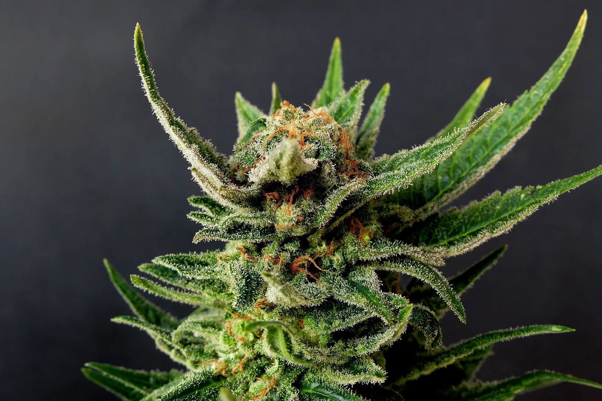 Gypsy Kush - Bild 2