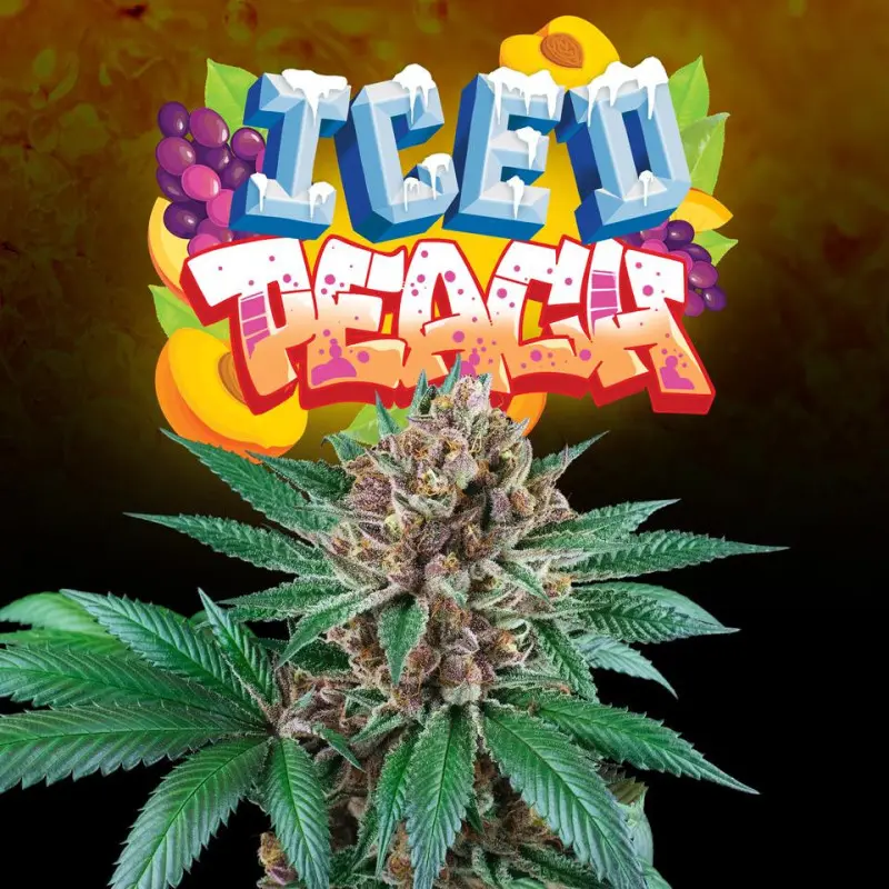 Iced Peach - Bild 1
