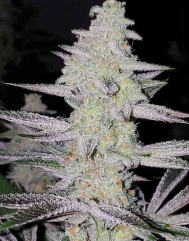 Frozen Grapes, In House Genetics - Bild 1