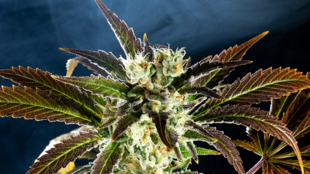 Amnesi-K Haze, Kannabia Seed Company - Bild 1