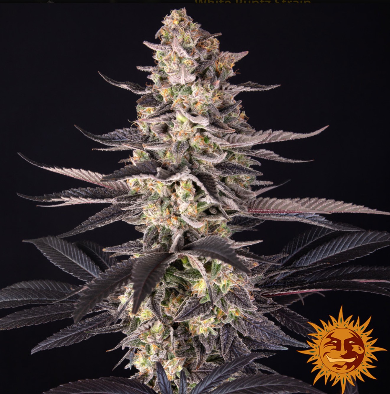 White Runtz, Barneys Farm - Bild 2