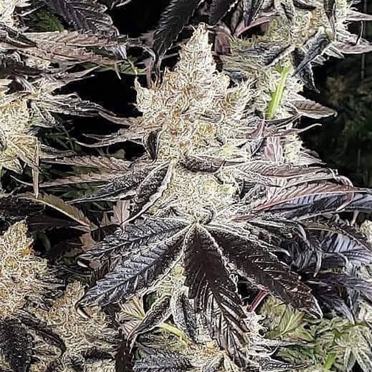 Cookies R2, Ethos Genetics - Bild 1