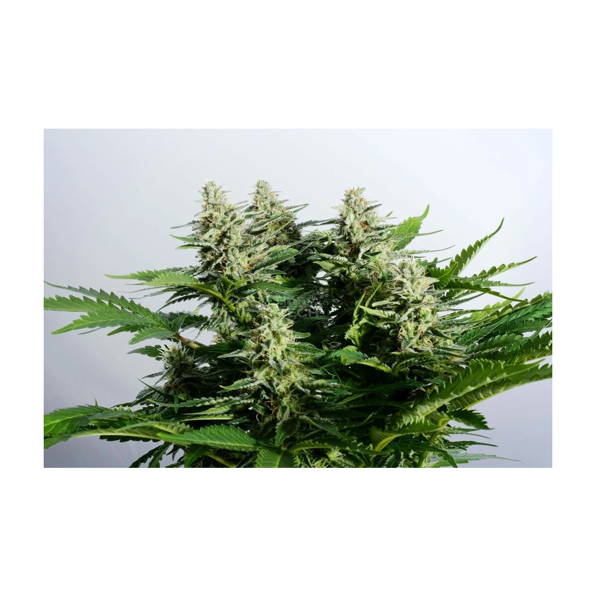 Colombian Jack