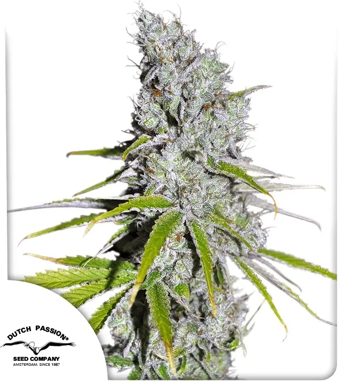 CBD Skunk Haze® - Bild 1