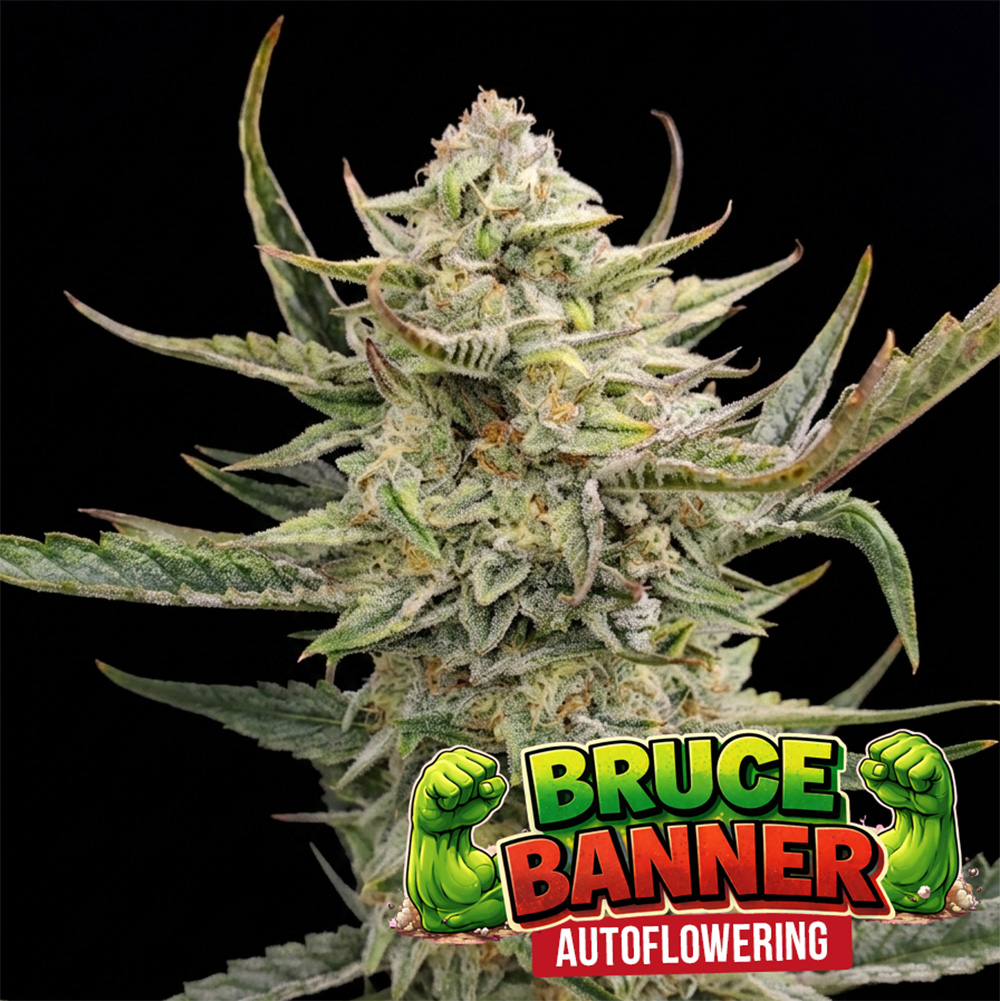 Bruce Banner Auto