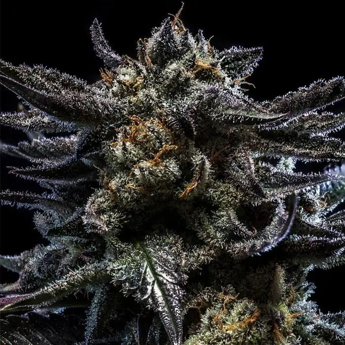 Zombie Kush - Bild 1