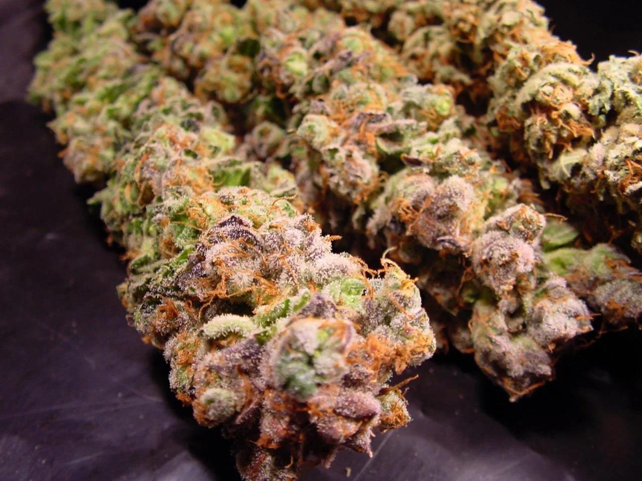 Durga Mata, Paradise Seeds - Bild 3