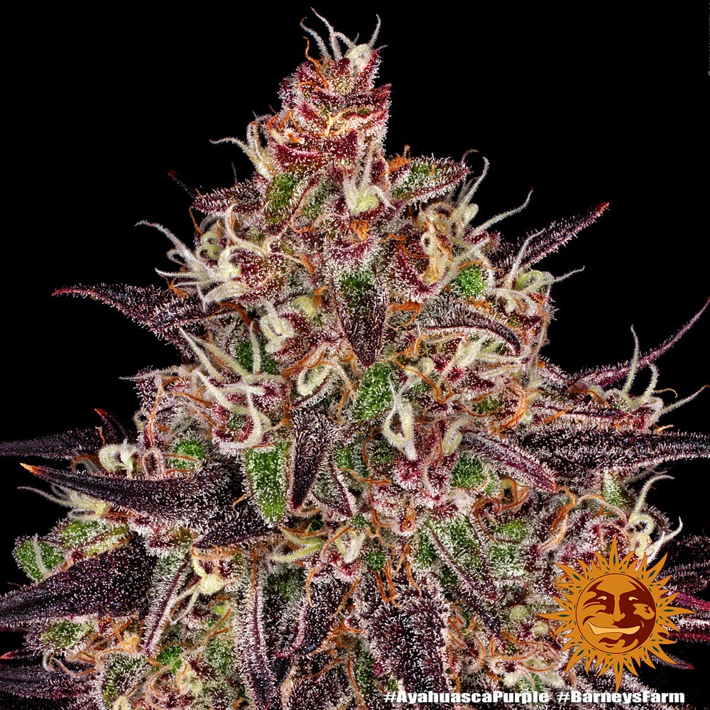 Ayahuasca Purple, Barneys Farm - Bild 2