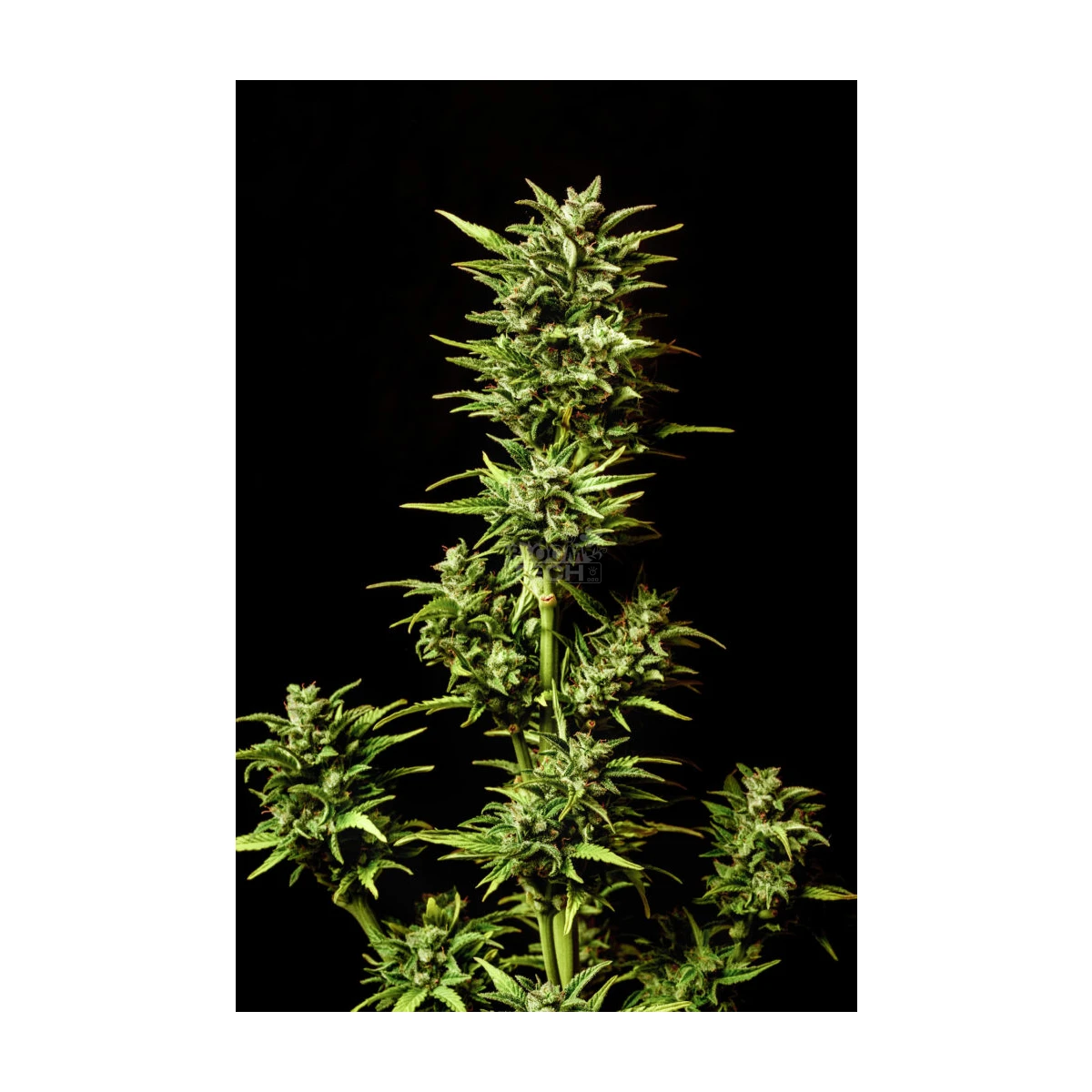 Break-Up Cake Auto