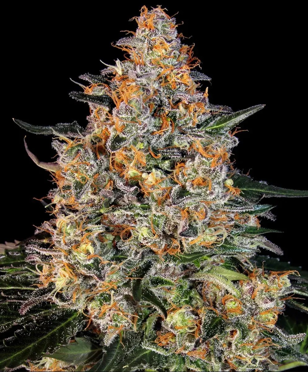 Bubba Kush, Barneys Farm - Bild 1