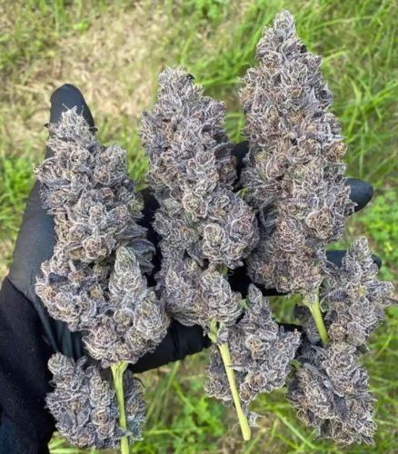 Bananacane, In House Genetics - Bild 2