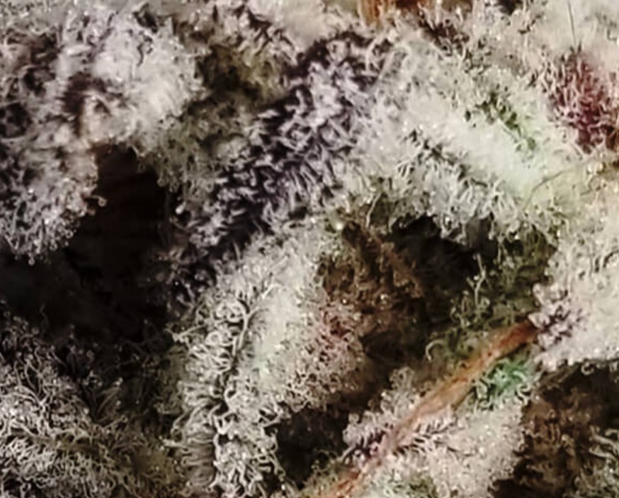 Frozen Gelato, In House Genetics - Bild 2