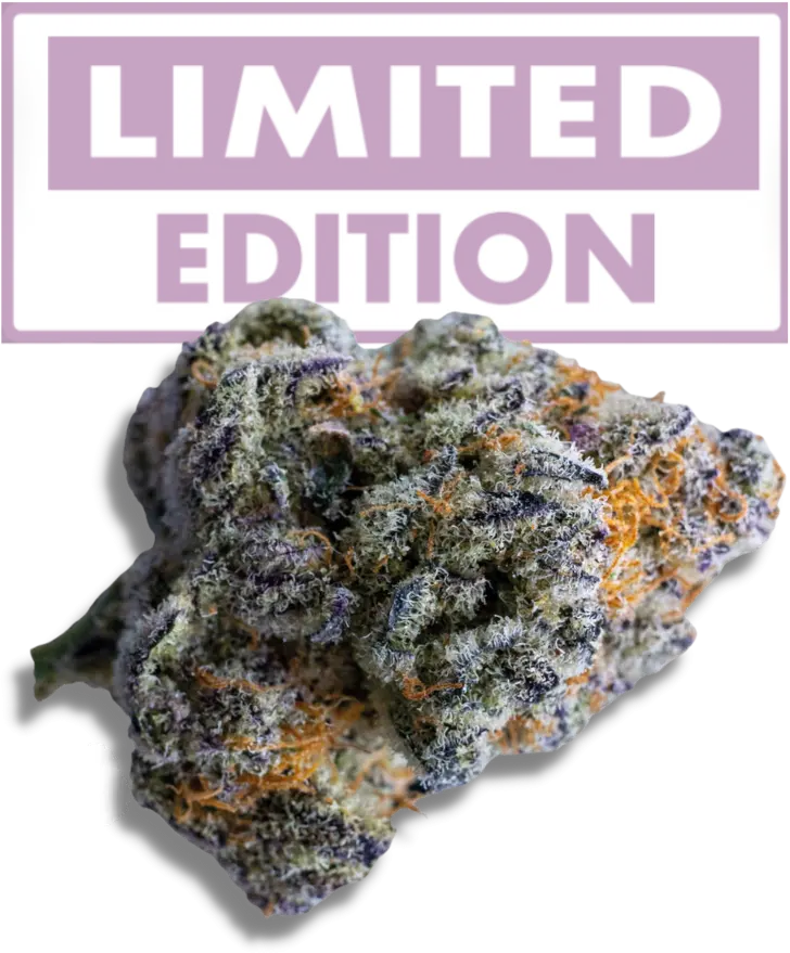 Platinum Mimosa Cookies XXL Auto - Bild 2