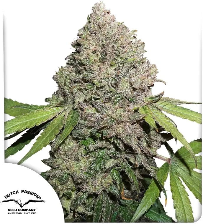CBD Charlotte’s Angel® - Bild 1