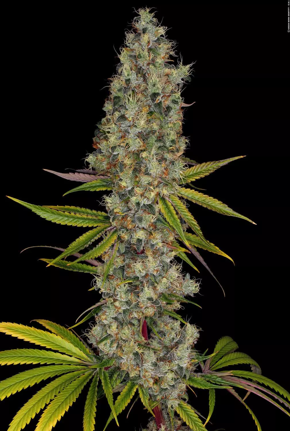 Rainbow Road, Paradise Seeds - Bild 6
