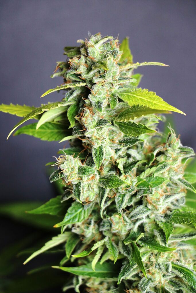 Mikromachine Auto Mikromachine Auto