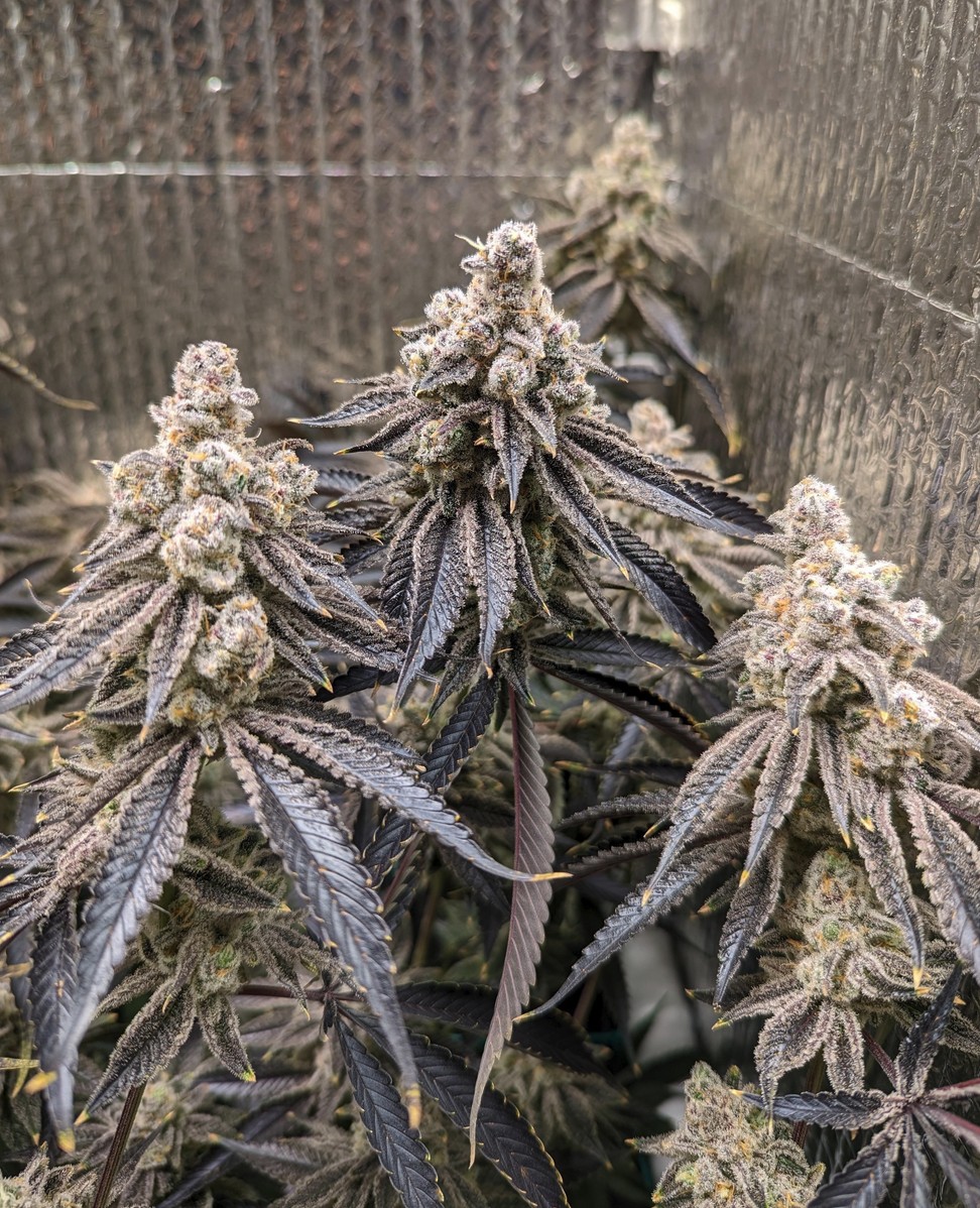 Sugar Cane, In House Genetics - Bild 2