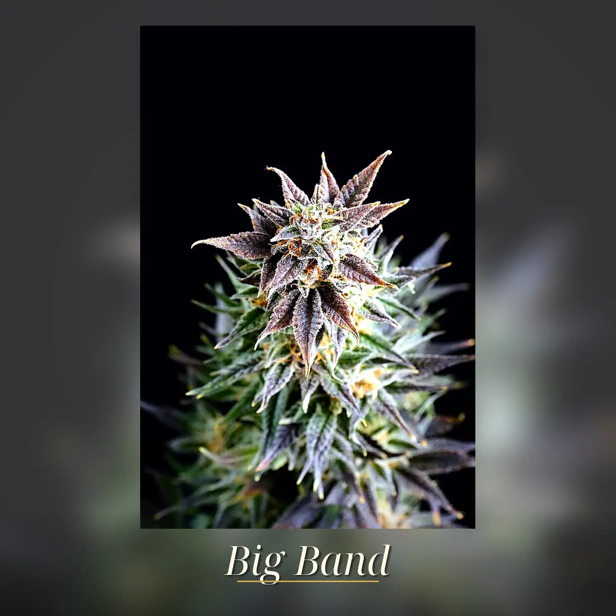 Big Band - Bild 1