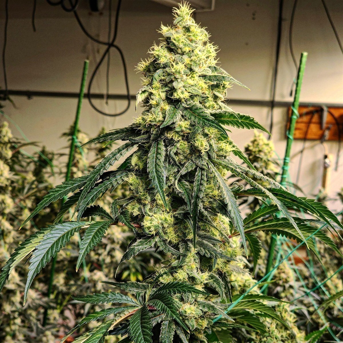 Sour G R1, Ethos Genetics - Bild 1