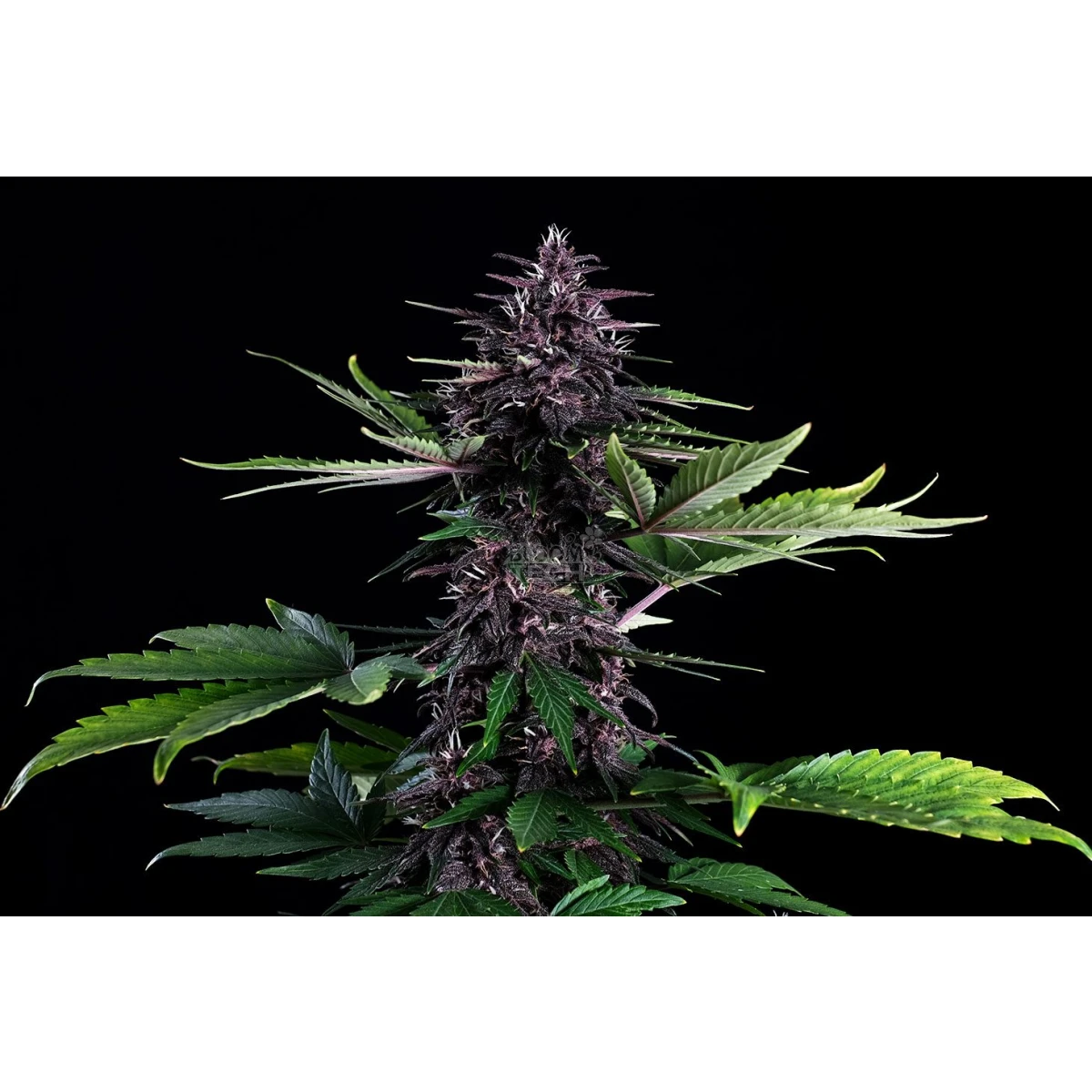 Swiss Dream Rose Auto