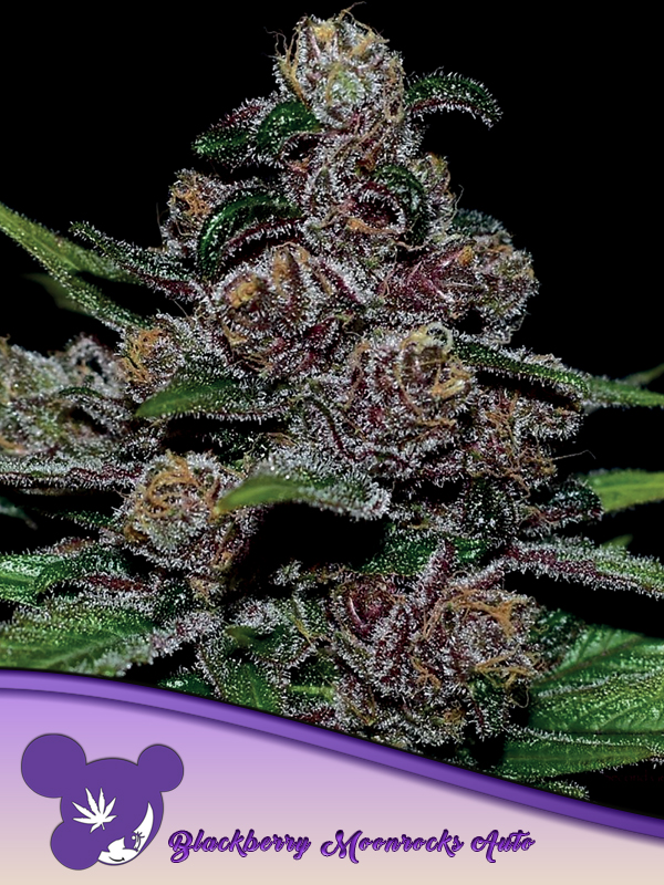 Blackberry Moonrocks Auto