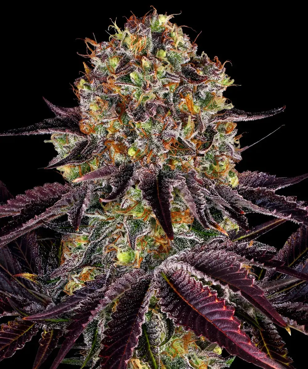 Runtz x Layer Cake Runtz x Layer Cake