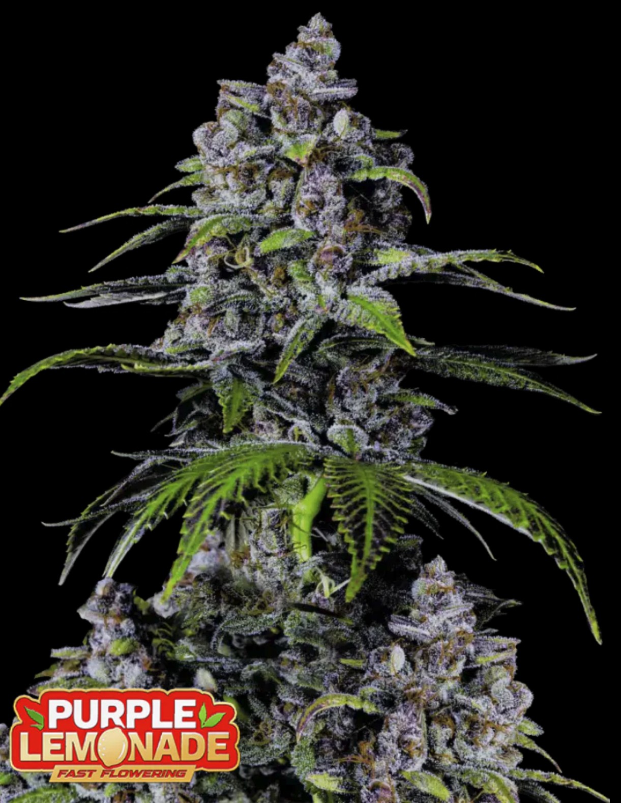 Purple Lemonade FF, Fastbuds - Bild 1