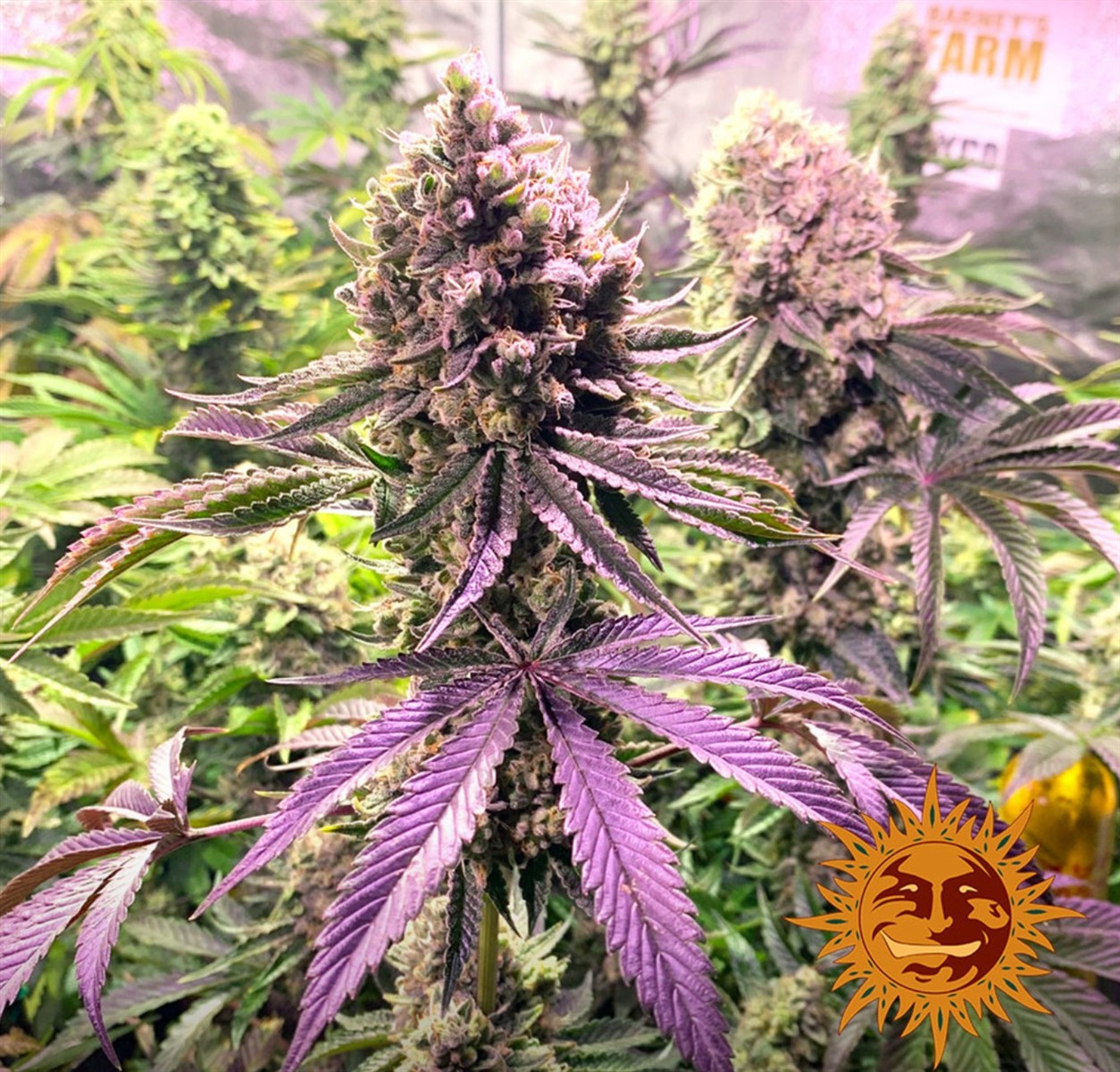 Glookies, Barneys Farm - Bild 2