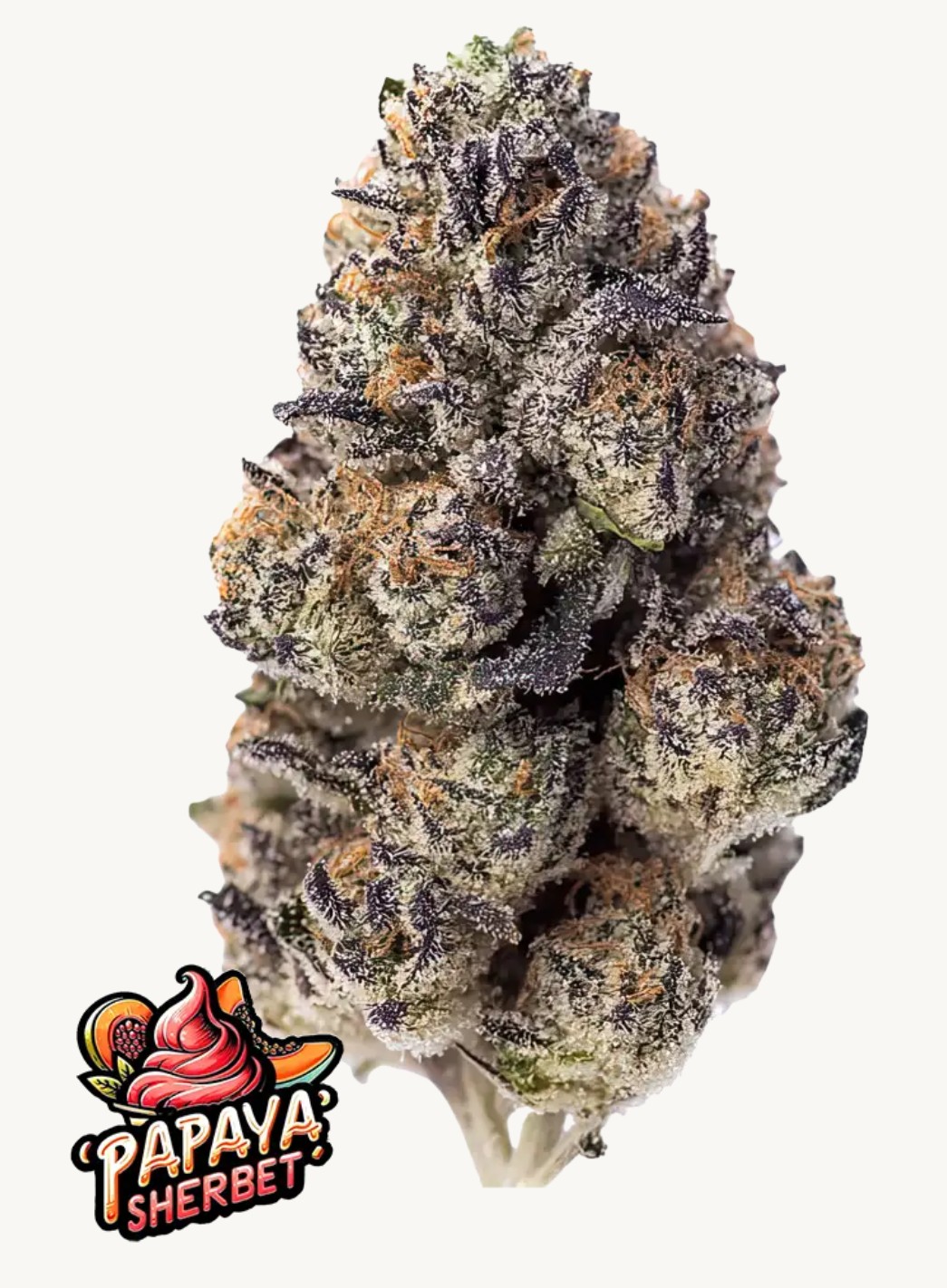 Papaya Sherbet, Fastbuds - Bild 1