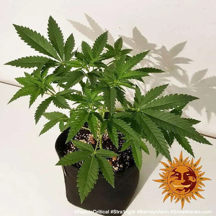 Peyote Critical - Bild 4