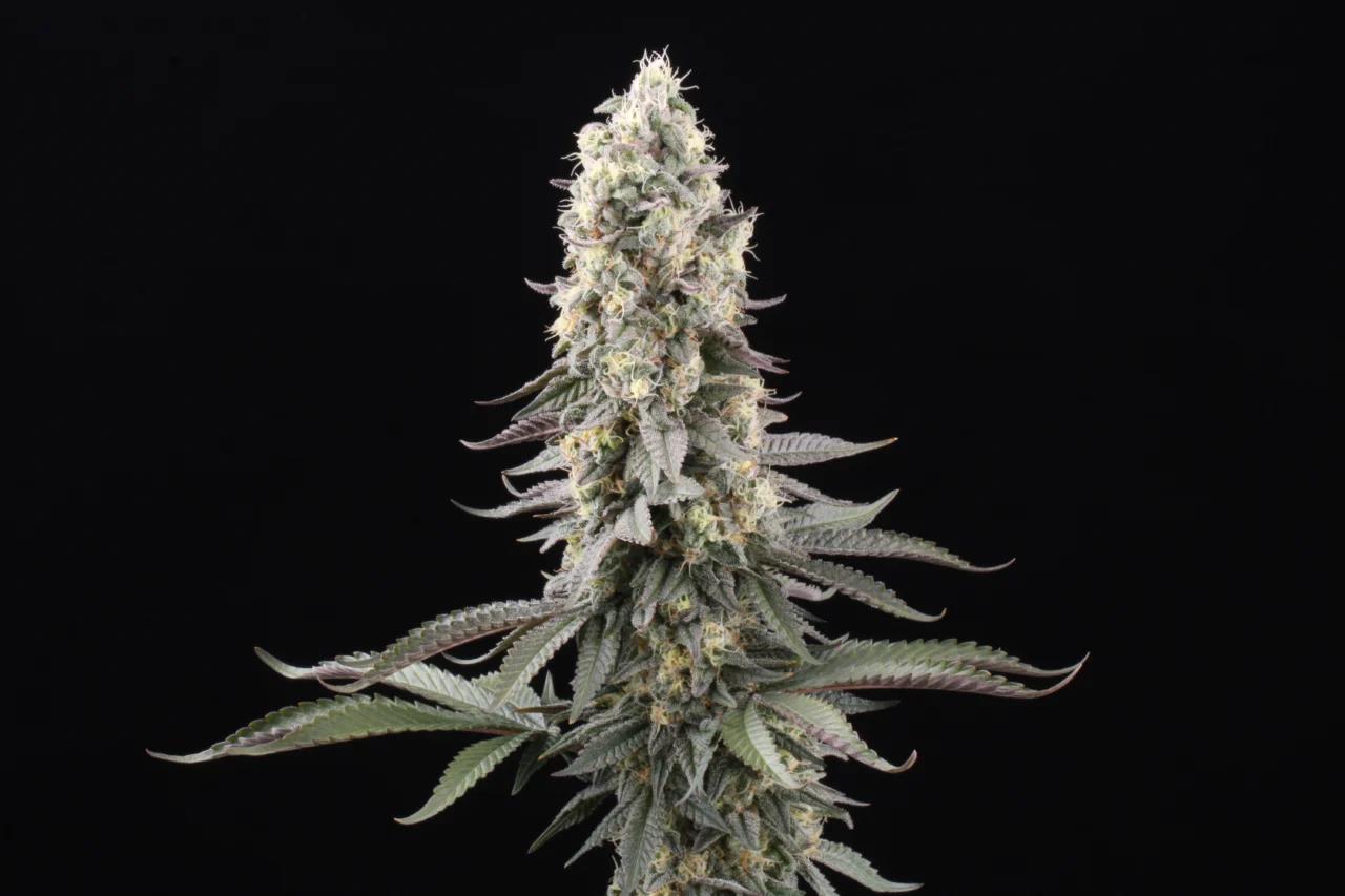 El Dorado OG, Paradise Seeds - Bild 5