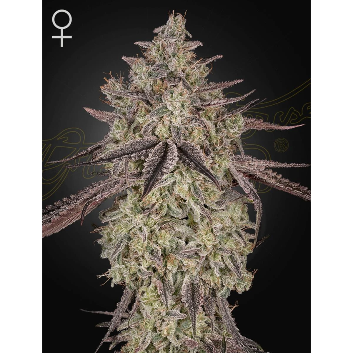 Skywalker Auto