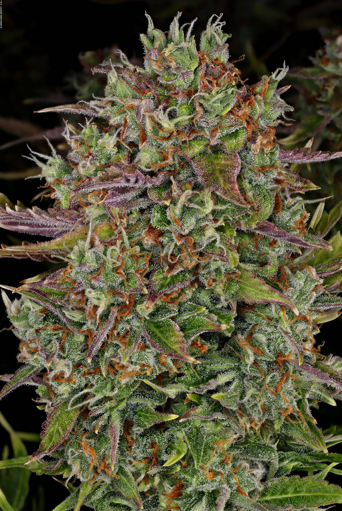 AK-47 Auto Bild 4