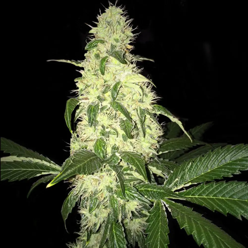 Afghaniberry - Bild 1