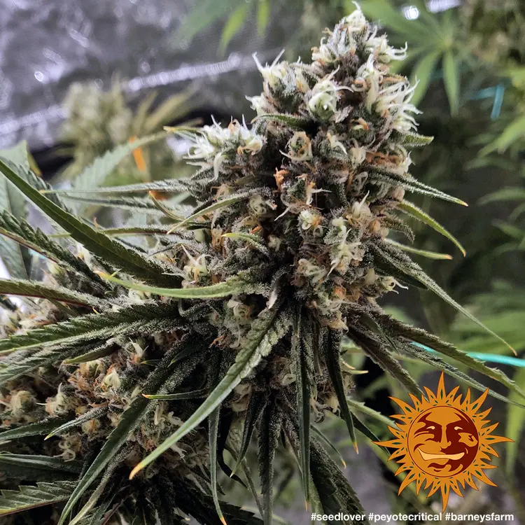 Peyote Critical - Bild 13