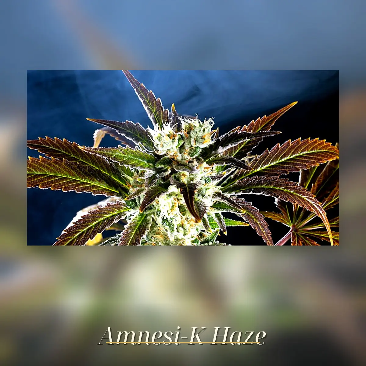 Amnesi-K Haze - Bild 1
