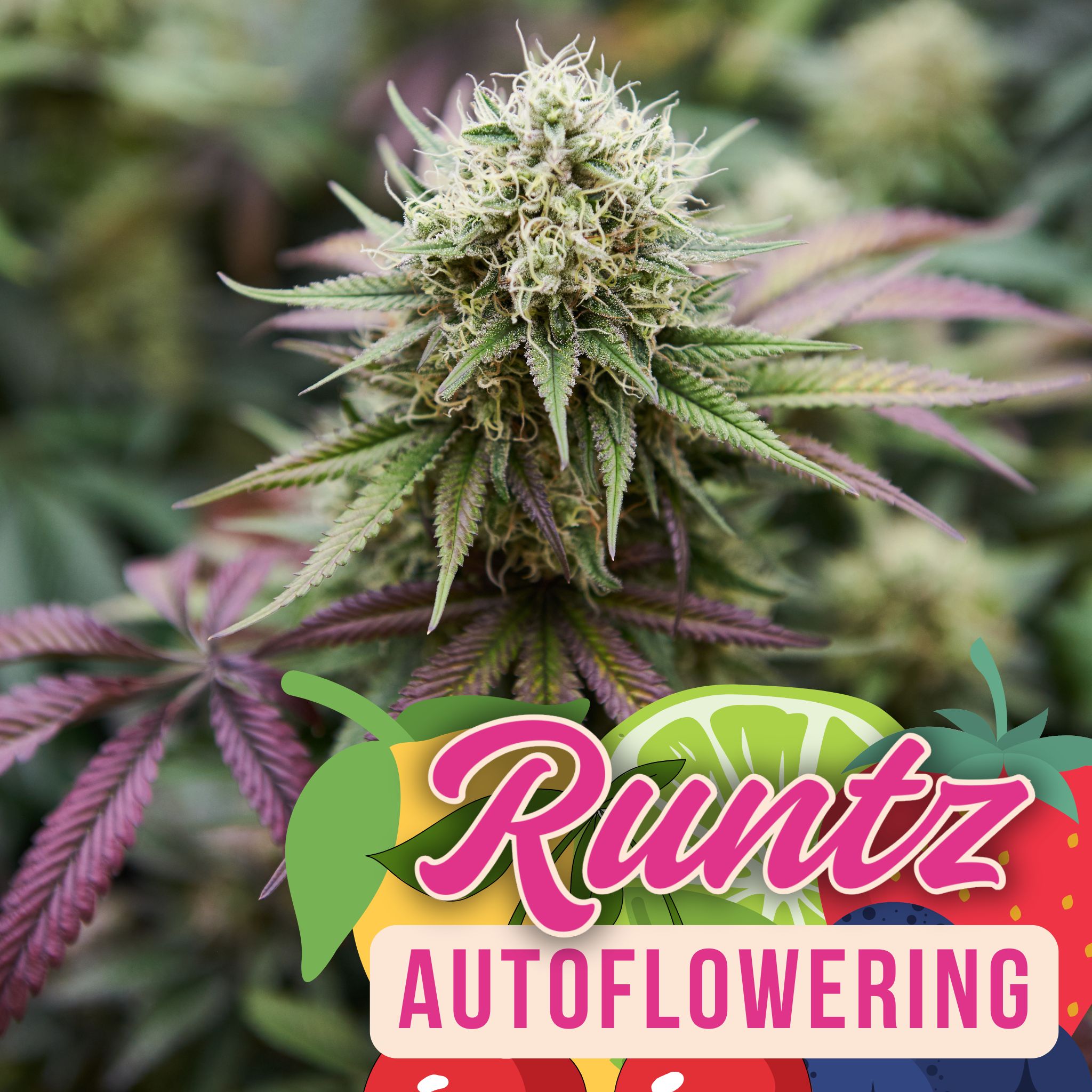 Runtz Auto