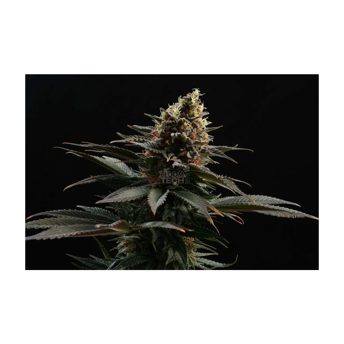 Sativa Dream